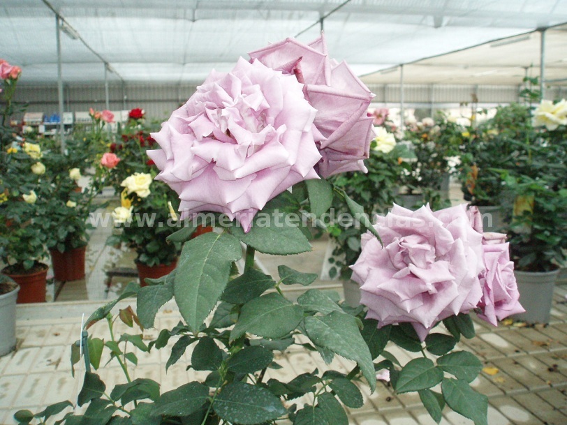 Flores primavera rosas