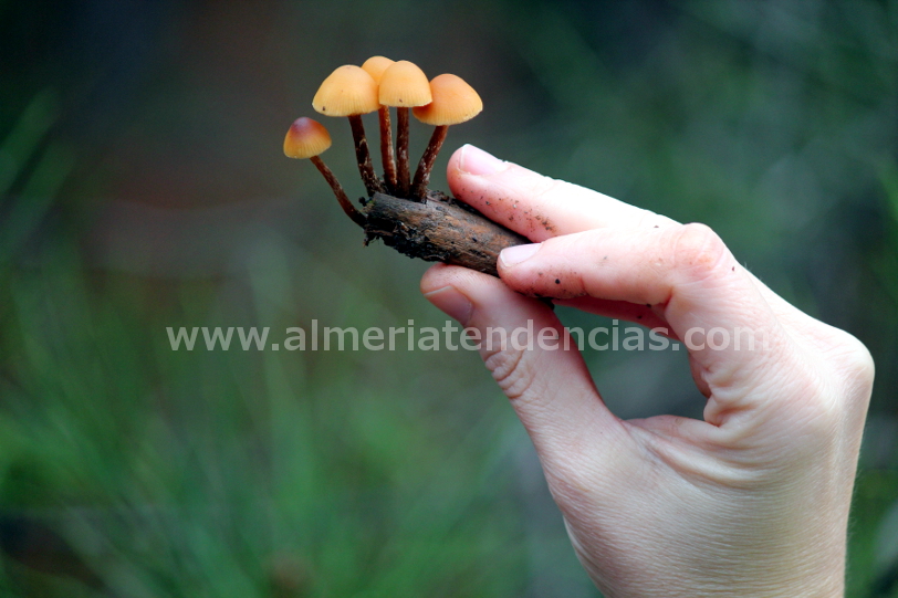 MicoAbla - almería - abla - sierra nevada